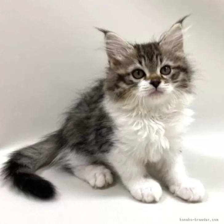 ID：2504-01151の子猫