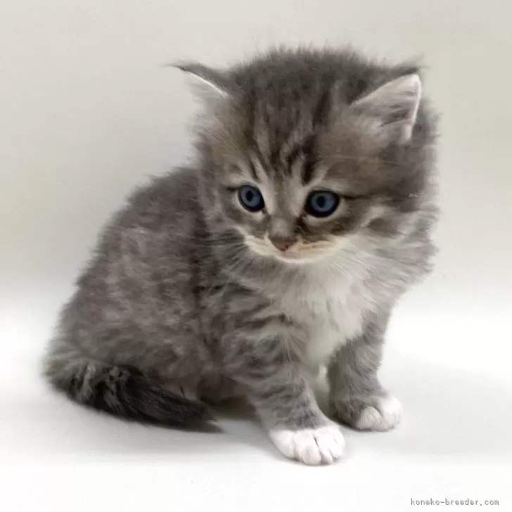 ID:2503-01748の子猫