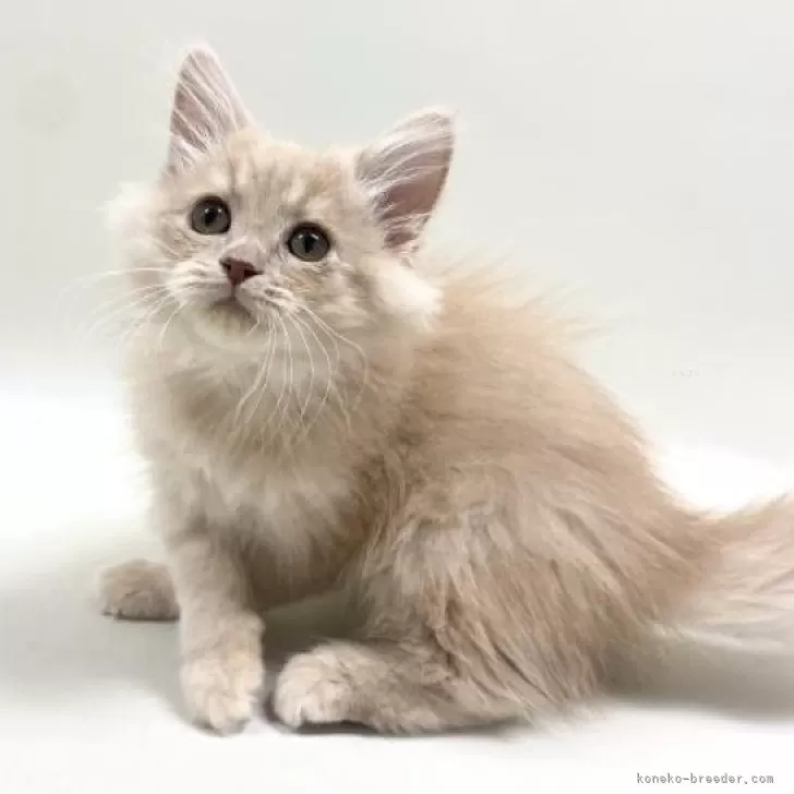 ID:2412-02835の子猫