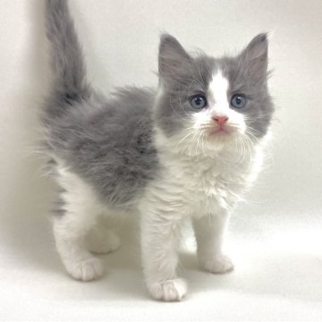 サイベリアン【埼玉県・男の子・2025年11月7日・ブルー&ホワイト（トリプルコート）】の写真「✅オンライン見学受付中！」