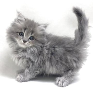 サイベリアン【埼玉県・男の子・2025年11月1日・ブルータビー（トリプルコート）】の写真「✅オンライン見学受付中！」