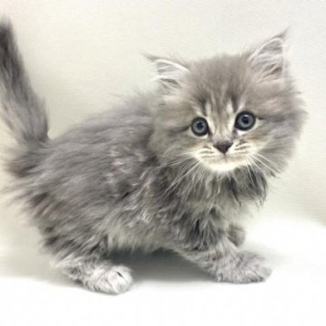 サイベリアン【埼玉県・男の子・2025年11月1日・ブルータビー（トリプルコート）】の写真「✅オンライン見学受付中！」