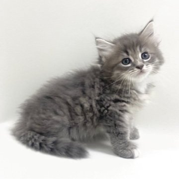 サイベリアン【埼玉県・男の子・2025年8月15日・ブルータビー&ホワイト（トリプルコート）】の写真「イケメン顔の男の子💕」