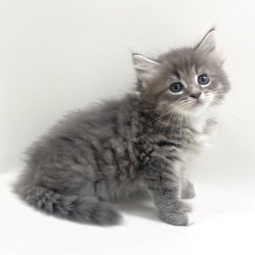 サイベリアン【埼玉県・男の子・2025年8月15日・ブルータビー&ホワイト（トリプルコート）】の写真「✅～10/19(日)までの価格です！」