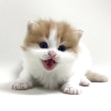 スコティッシュフォールド(折れ耳)【埼玉県・女の子・2025年12月1日・レッドタビー&ホワイト】の写真「✅オンライン見学受付中！」