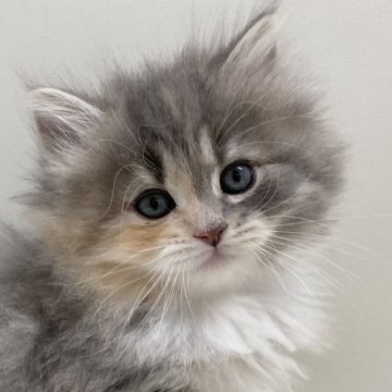 サイベリアン【埼玉県・女の子・2025年1月26日・ダイリュートキャリコ(三毛猫)（トリプルコート）】の写真「バブバブ顔の女の子です💕」