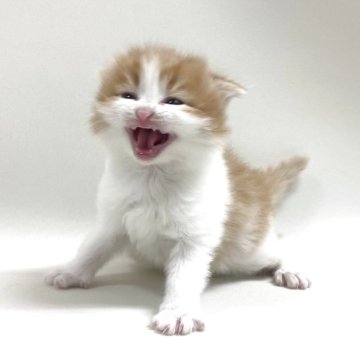 スコティッシュフォールド(折れ耳)【埼玉県・男の子・2025年12月1日・レッドタビー&ホワイト】の写真「✅オンライン見学受付中！」