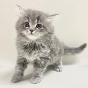 サイベリアン【埼玉県・男の子・2025年11月1日・ブルータビー（トリプルコート）】の写真「✅オンライン見学受付中！」