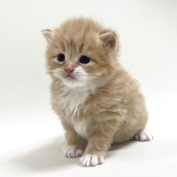 スコティッシュフォールド(折れ耳)【埼玉県・男の子・2025年12月5日・レッドタビー&ホワイト】の写真「✅オンライン見学受付中！」