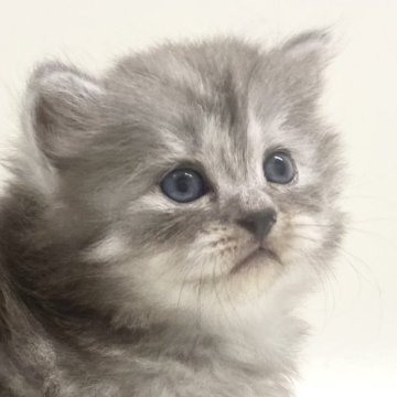 サイベリアン【埼玉県・男の子・2025年10月3日・シルバータビー（トリプルコート）】の写真「✅オンライン見学受付中！」