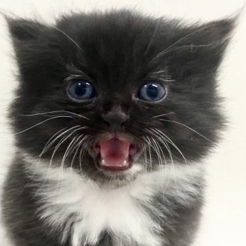 サイベリアン【埼玉県・男の子・2025年10月3日・ブラック&ホワイト（トリプルコート）】の写真「✅オンライン見学受付中！」