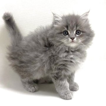 サイベリアン【埼玉県・男の子・2025年11月1日・ブルータビー（トリプルコート）】の写真「✅オンライン見学受付中！」