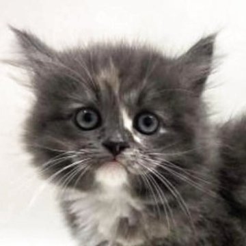 サイベリアン【埼玉県・女の子・2025年9月19日・ダイリュートキャリコ(三毛猫)（トリプルコート）】の写真「✅オンライン見学受付中！！」