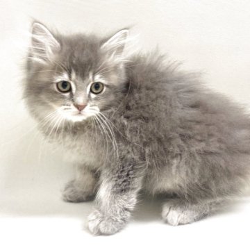 サイベリアン【埼玉県・男の子・2025年10月29日・ブルータビー（トリプルコート）】の写真「✅オンライン見学受付中！」