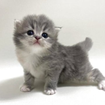 サイベリアン【埼玉県・女の子・2025年9月19日・ダイリュートキャリコ(三毛猫)（トリプルコート）】の写真「⭐先行販売開始しました⭐」