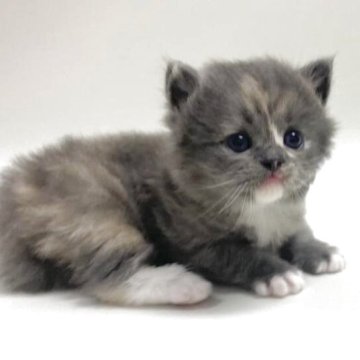 サイベリアン【埼玉県・女の子・2025年9月19日・ダイリュートキャリコ(三毛猫)（トリプルコート）】の写真「⭐先行販売開始しました⭐」