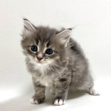 サイベリアン【埼玉県・男の子・2025年8月15日・ブルータビー&ホワイト（トリプルコート）】の写真「バブバブ顔の男の子です💕」