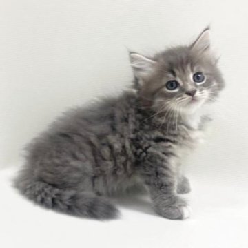 サイベリアン【埼玉県・男の子・2025年8月15日・ブルータビー&ホワイト（トリプルコート）】の写真「ふわふわモフモフの男の子💕」