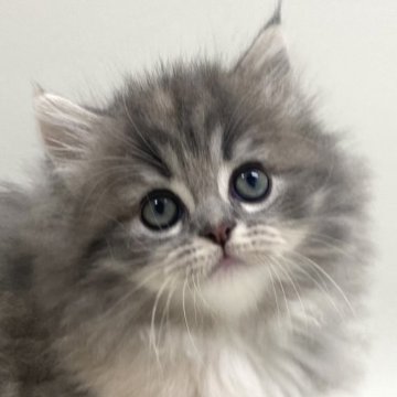 サイベリアン【埼玉県・女の子・2025年9月19日・ダイリュートキャリコ(三毛猫)（トリプルコート）】の写真「✅オンライン見学受付中！」