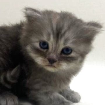 サイベリアン【埼玉県・男の子・2025年10月3日・シルバータビー（トリプルコート）】の写真「✅オンライン見学受付中！」