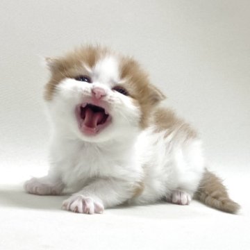 スコティッシュフォールド(折れ耳)【埼玉県・男の子・2025年12月1日・レッドタビー&ホワイト】の写真「✅オンライン見学受付中！」