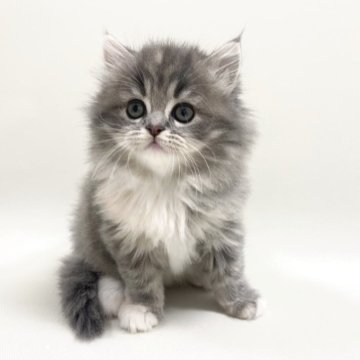 サイベリアン【埼玉県・女の子・2025年9月19日・ダイリュートキャリコ(三毛猫)（トリプルコート）】の写真「✅オンライン見学受付中！」