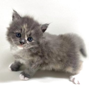 サイベリアン【埼玉県・女の子・2025年9月19日・ダイリュートキャリコ(三毛猫)（トリプルコート）】の写真「✅オンライン見学受付中！！」