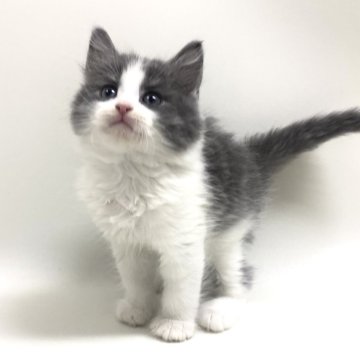 サイベリアン【埼玉県・男の子・2025年11月7日・ブルー&ホワイト（トリプルコート）】の写真「✅オンライン見学受付中！」