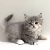 サイベリアン
