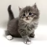 サイベリアン【埼玉県・男の子・2025年1月26日・ブルータビー&ホワイト】の写真1