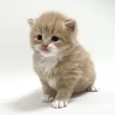 スコティッシュフォールド(折れ耳)