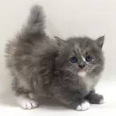 サイベリアン