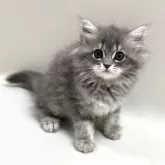 サイベリアン