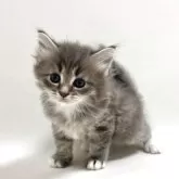 サイベリアン