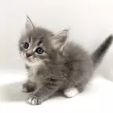 サイベリアン