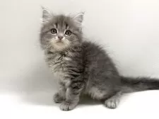 サイベリアン【埼玉県・男の子・2024年12月11日・ブルータビー】の写真2