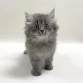 サイベリアン【埼玉県・男の子・2025年6月6日・ブルータビー】の写真2