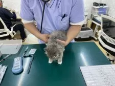 サイベリアン【埼玉県・男の子・2025年1月26日・ブルータビー&ホワイト】の写真4「3月24日健康診断受けてきました。特に問題ありませんでした😊よかったね♪」