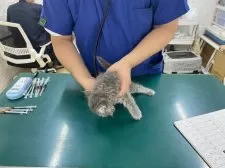 サイベリアン【埼玉県・男の子・2025年6月6日・ブルータビー】の写真4「8月4日健康診断受けてきました。特に問題ありませんでした😊よかったね♪」