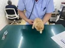 サイベリアン【埼玉県・男の子・2025年10月17日・レッドタビー】の写真5「12月15日健康診断受けてきました。特に問題ありませんでした😊よかったね♪」