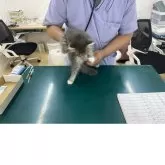 サイベリアン【埼玉県・男の子・2025年5月17日・ブルータビー&ホワイト】の写真4