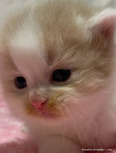 赤ちゃん子猫ちゃん｜高橋　智子(たかはし　ともこ)ブリーダー(栃木県・サイベリアン・ACC登録)の紹介写真6