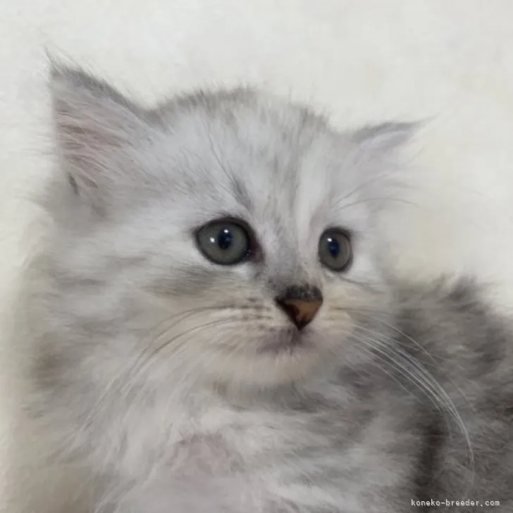 ID:2306-02682の子猫