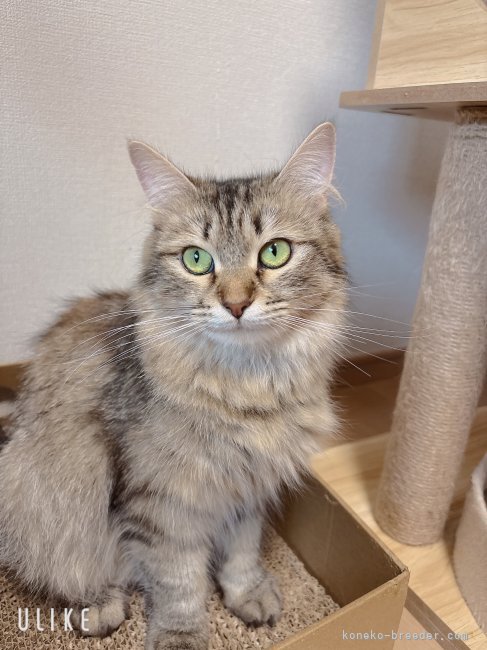 サイベリアン【・女の子・2023年12月7日・ブラウンマッカレルタビー】「お目目くりくりの美人さん😊」