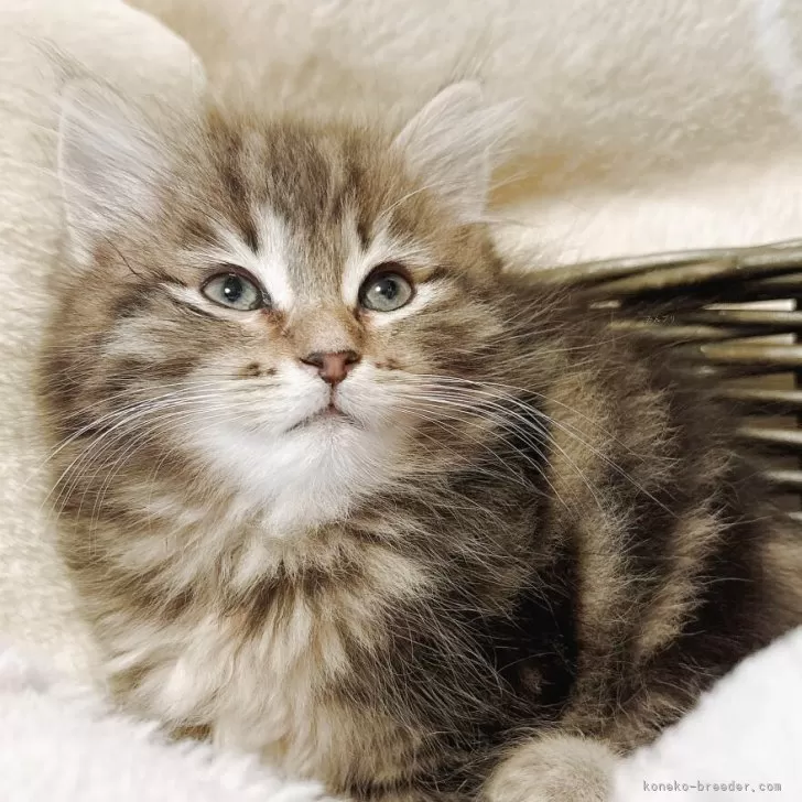 ID：2509-01879の子猫