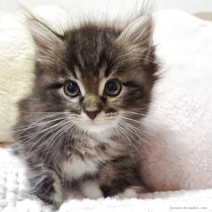 ID：2509-01878の子猫