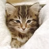 サイベリアン【広島県・女の子・2025年7月26日・ブラウン(ブラック)クラシックタビー】の写真4