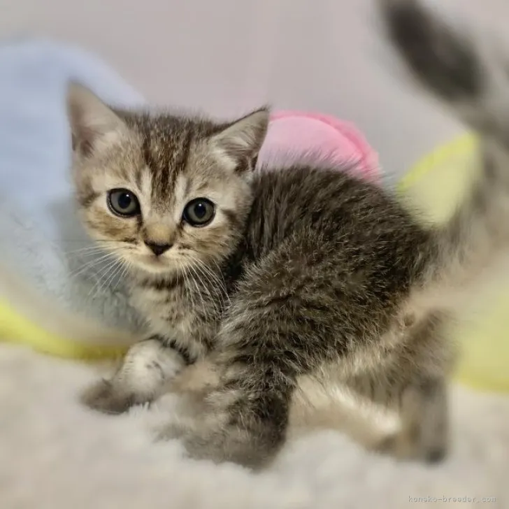 ID：2309-00993の子猫