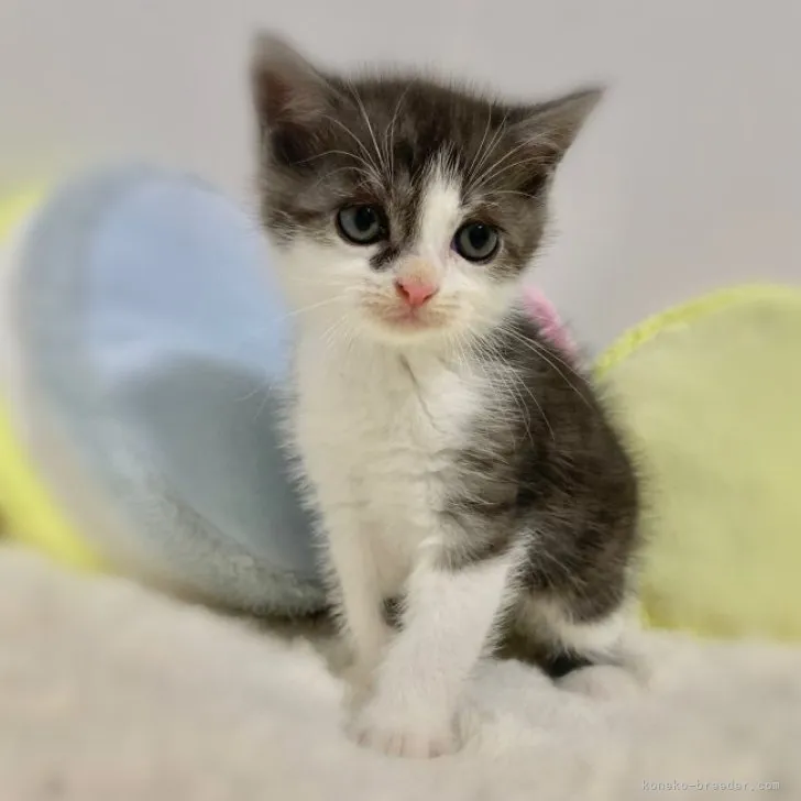 ID：2309-00997の子猫