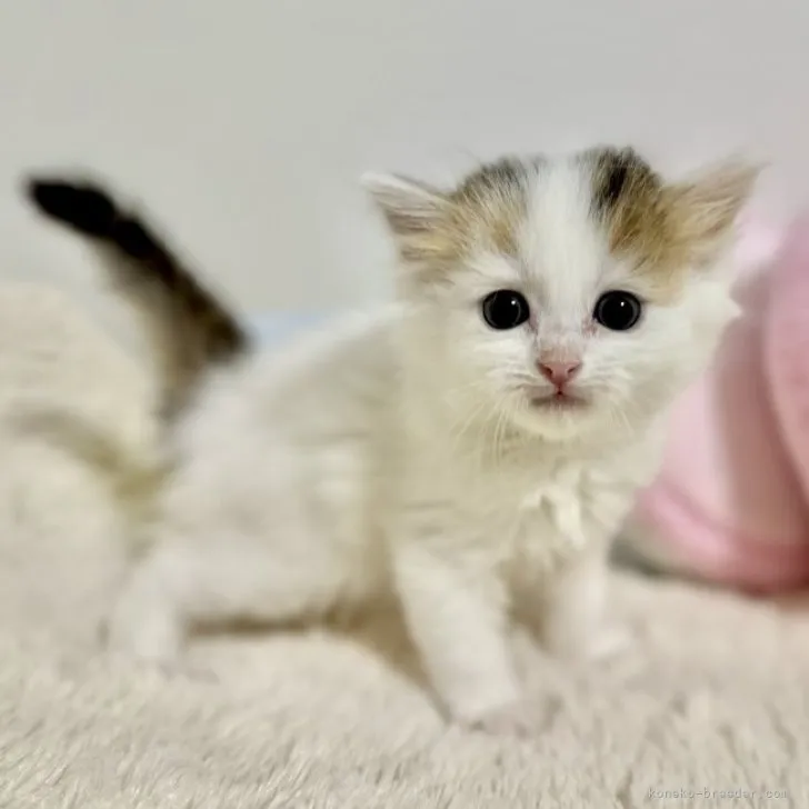 ID:2311-00312の子猫